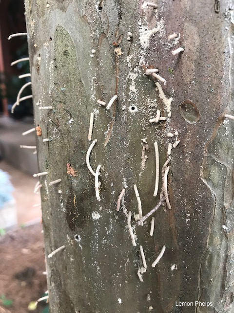 Columns of compacted frass, or “toothpicks”, that are forced out by the beetles as they borer into a tree.